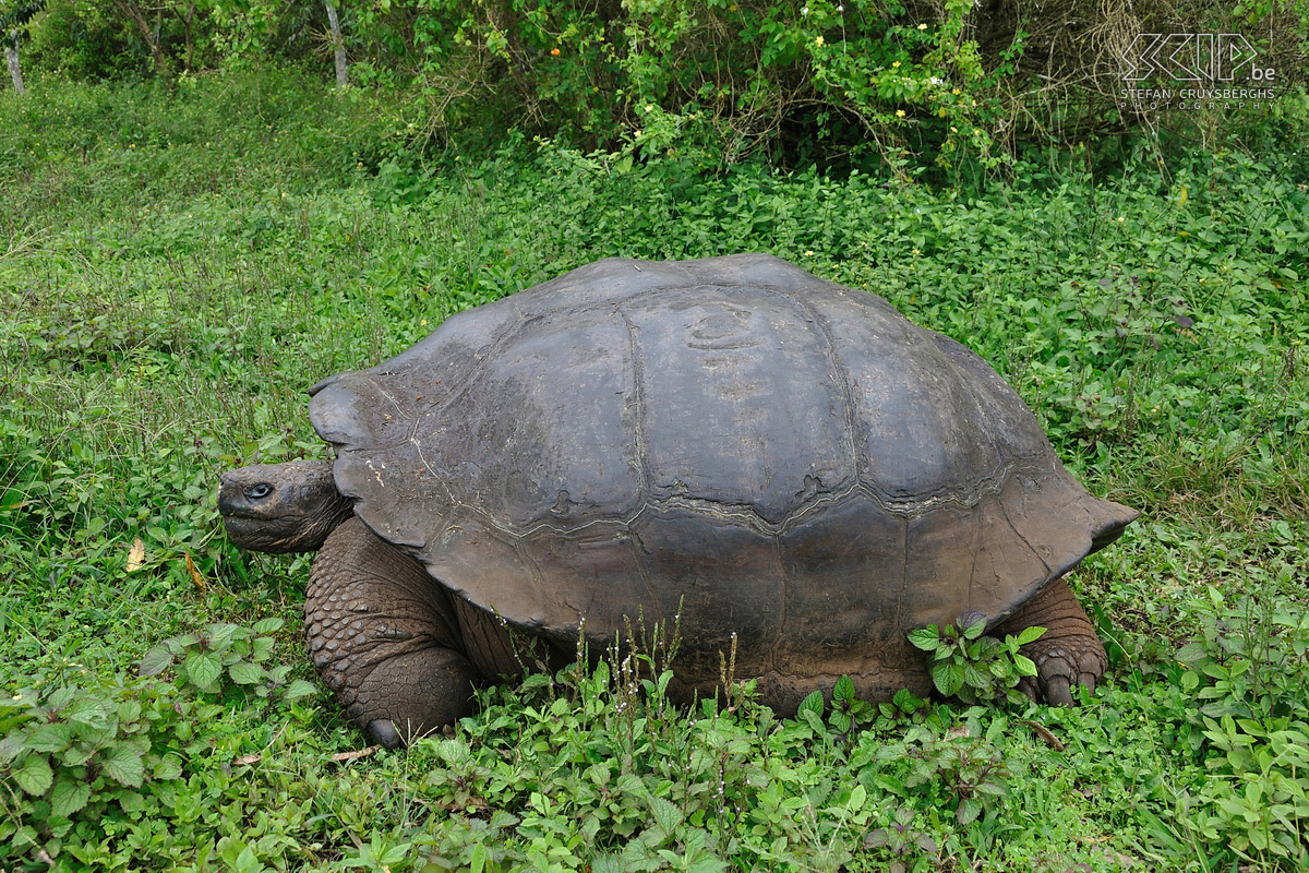 Galapagos - Santa Cruz - Schildpad In de hooglanden van Santa Cruz leven nog vele grote landschildpadden in het wild. Stefan Cruysberghs